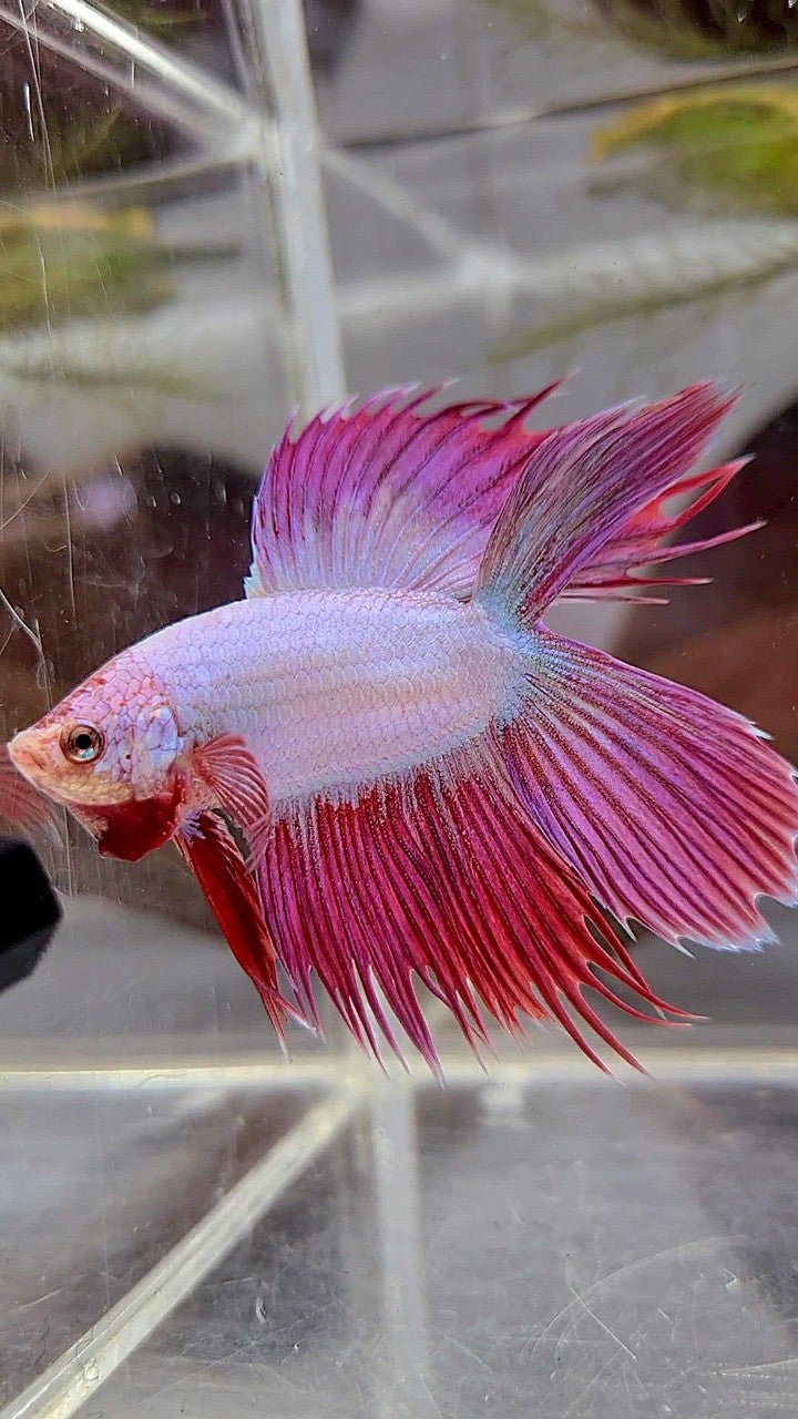 VEILTAIL DOUBLE TAIL CROWNTAIL PINK UNICORN BETTA FISH