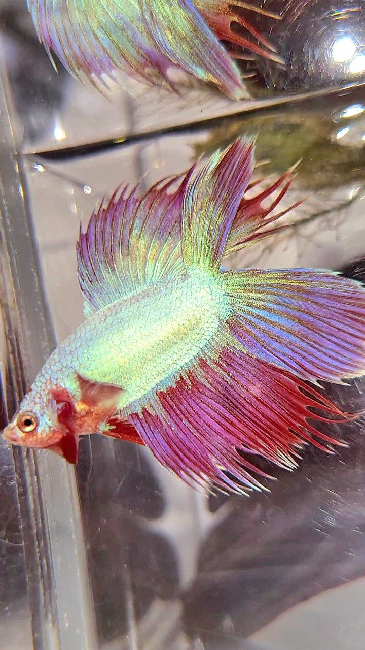 VEILTAIL DOUBLE TAIL CROWNTAIL PINK UNICORN BETTA FISH