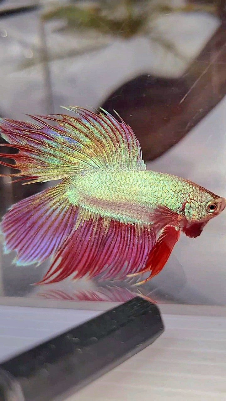 VEILTAIL DOUBLE TAIL CROWNTAIL PINK UNICORN BETTA FISH