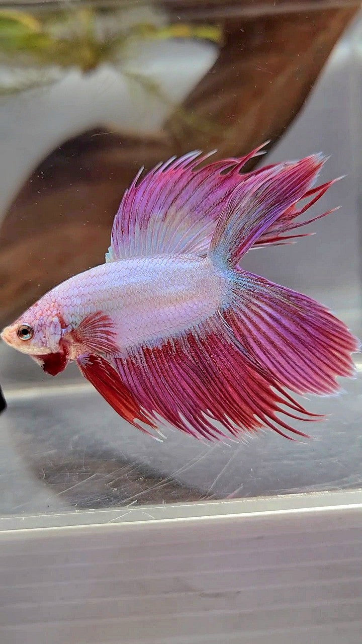 VEILTAIL DOUBLE TAIL CROWNTAIL PINK UNICORN BETTA FISH