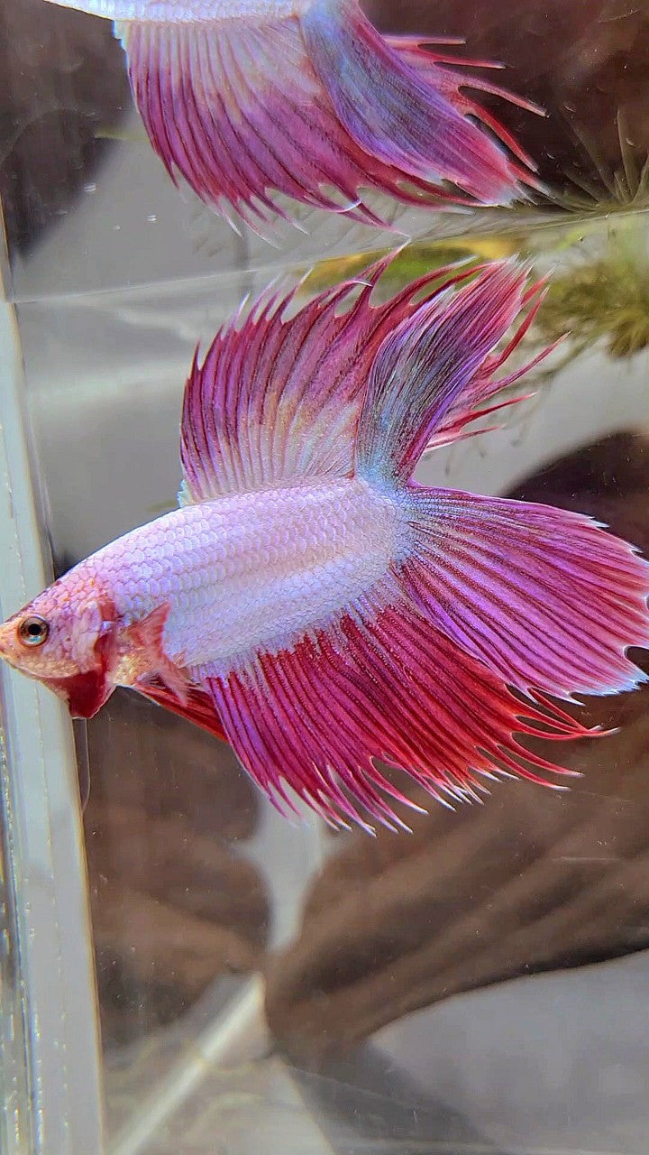 VEILTAIL DOUBLE TAIL CROWNTAIL PINK UNICORN BETTA FISH