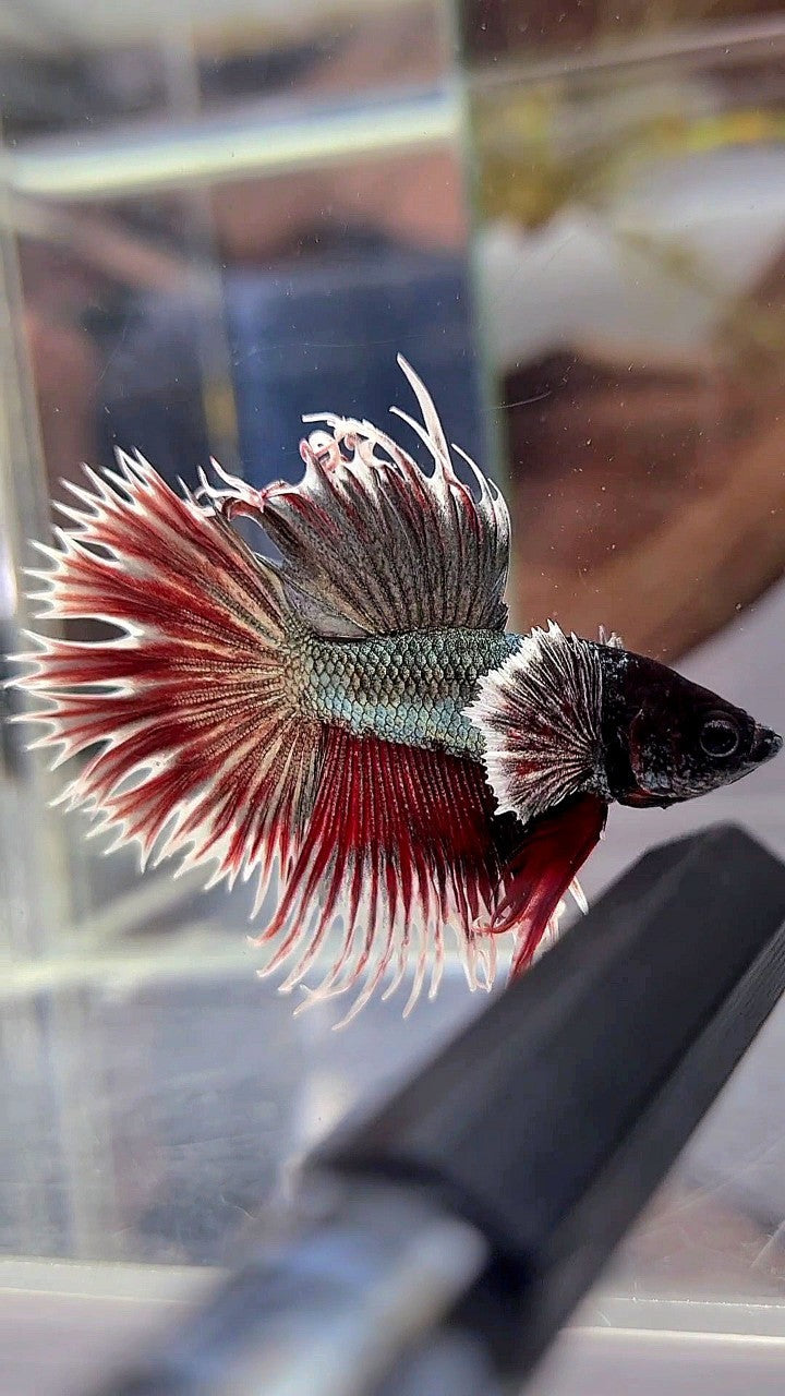 CROWNTAIL DUMBO EAR COPPER RED BETTA FISH