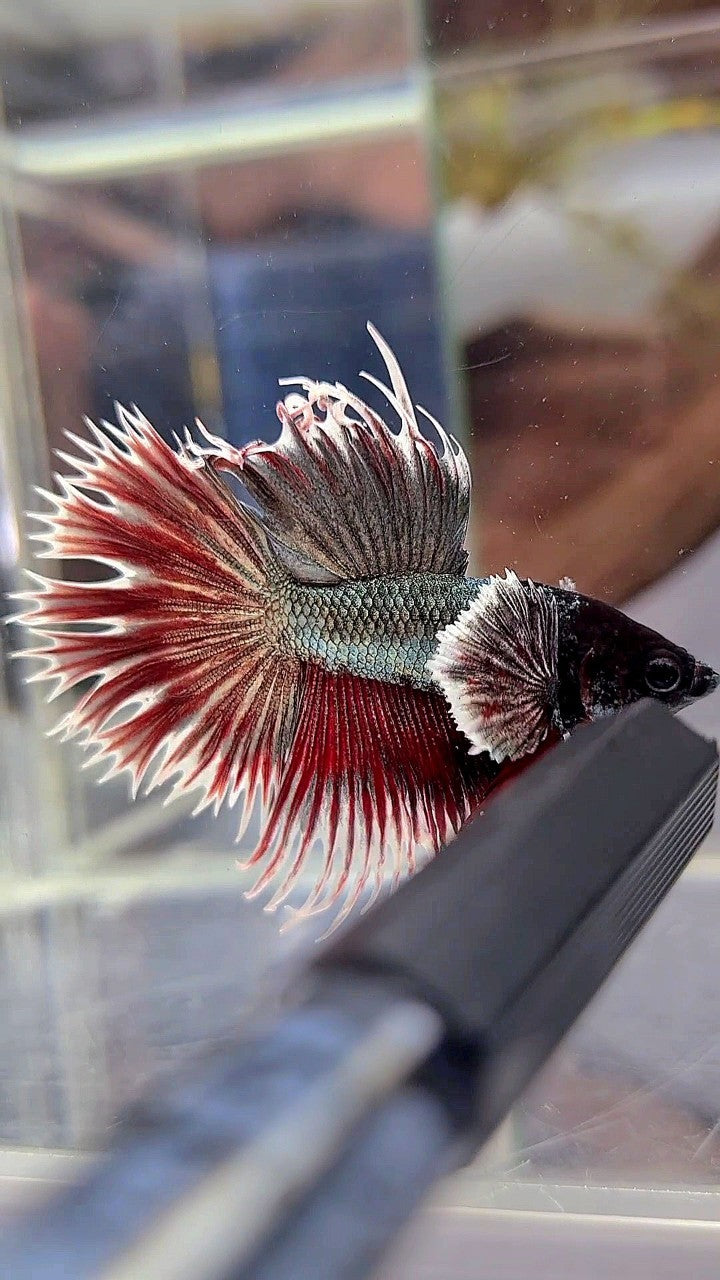 CROWNTAIL DUMBO EAR COPPER RED BETTA FISH