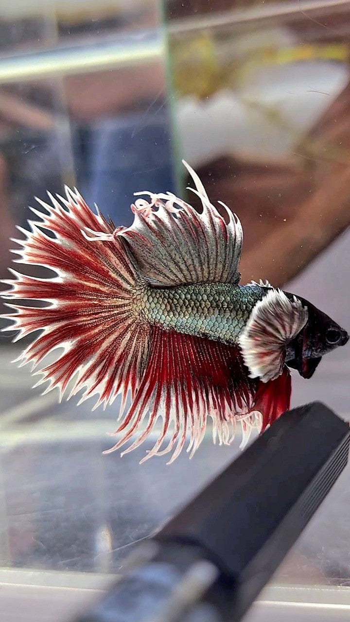 CROWNTAIL DUMBO EAR COPPER RED BETTA FISH