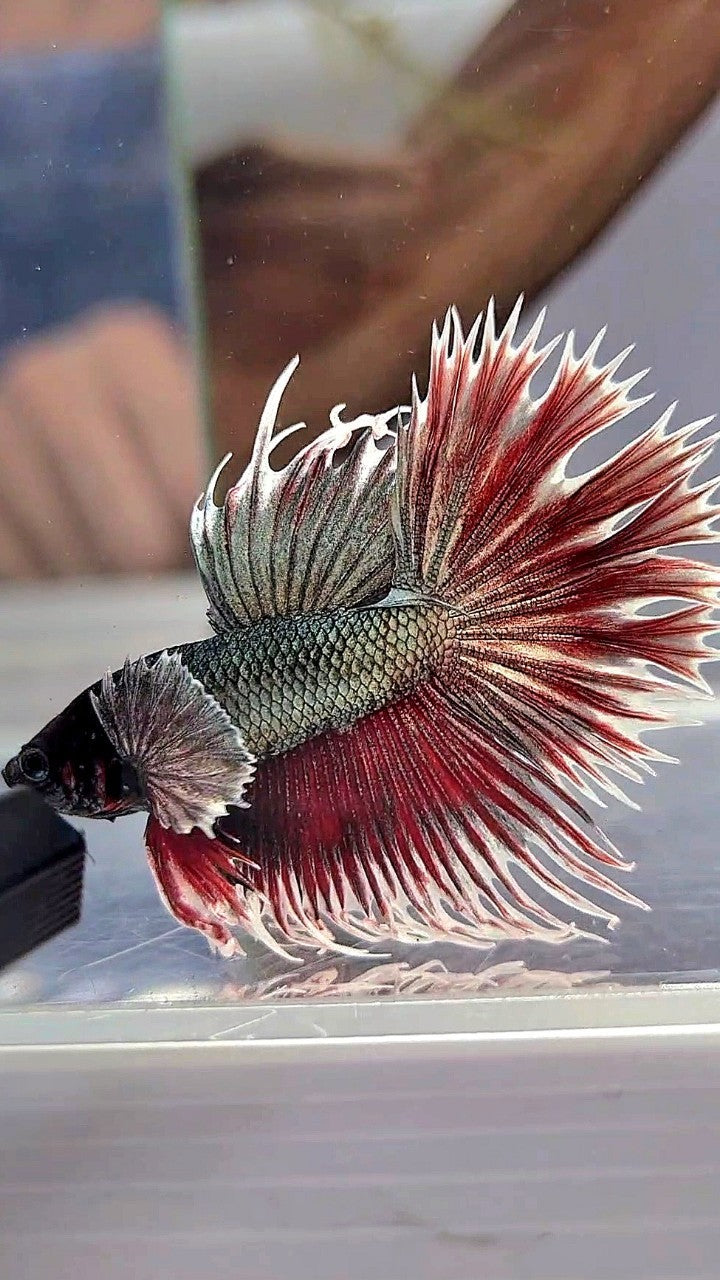 CROWNTAIL DUMBO EAR COPPER RED BETTA FISH