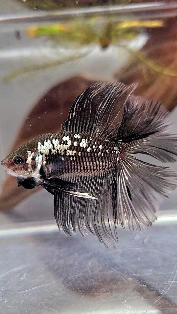 HALFMOON DOUBLE TAIL BLACK MAMBA SNOW GALAXY BETTA FISH