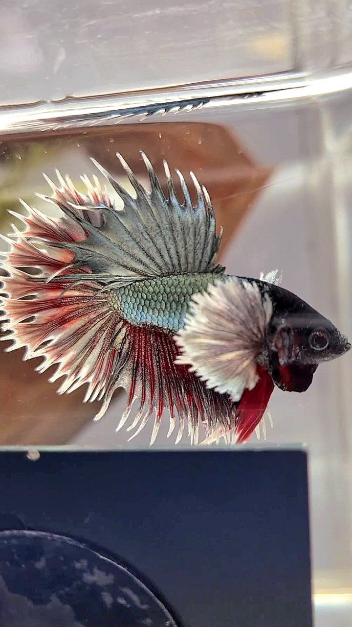 CROWNTAIL DUMBO EAR COPPER RED BETTA FISH