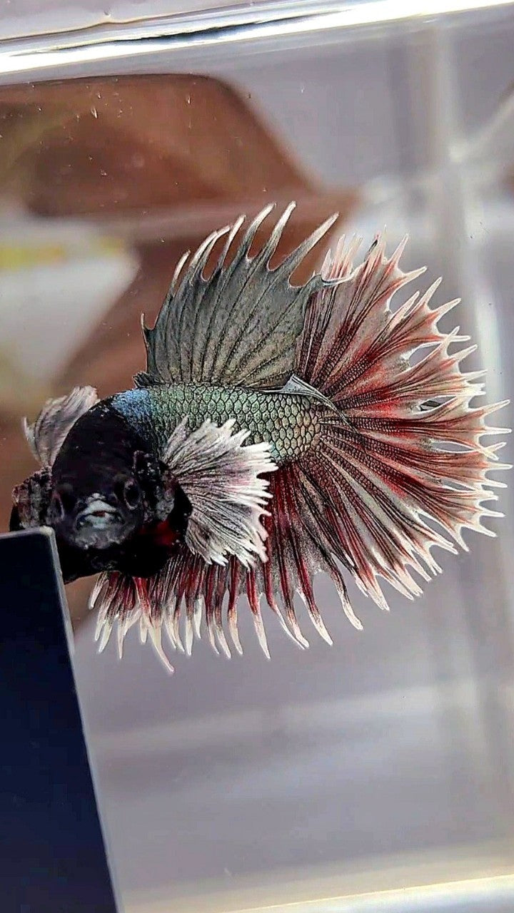 Dopper Fish CROWNTAIL DUMBO EAR COPPER RED BETTA FISH – Rare Betta Fish Store