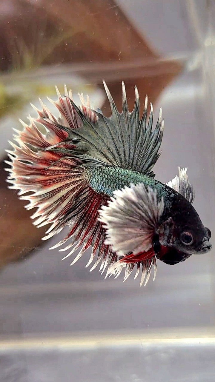 CROWNTAIL DUMBO EAR COPPER RED BETTA FISH