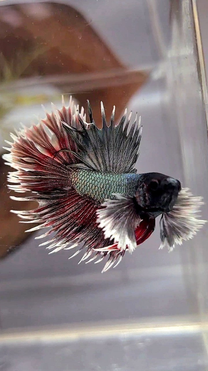 CROWNTAIL DUMBO EAR COPPER RED BETTA FISH