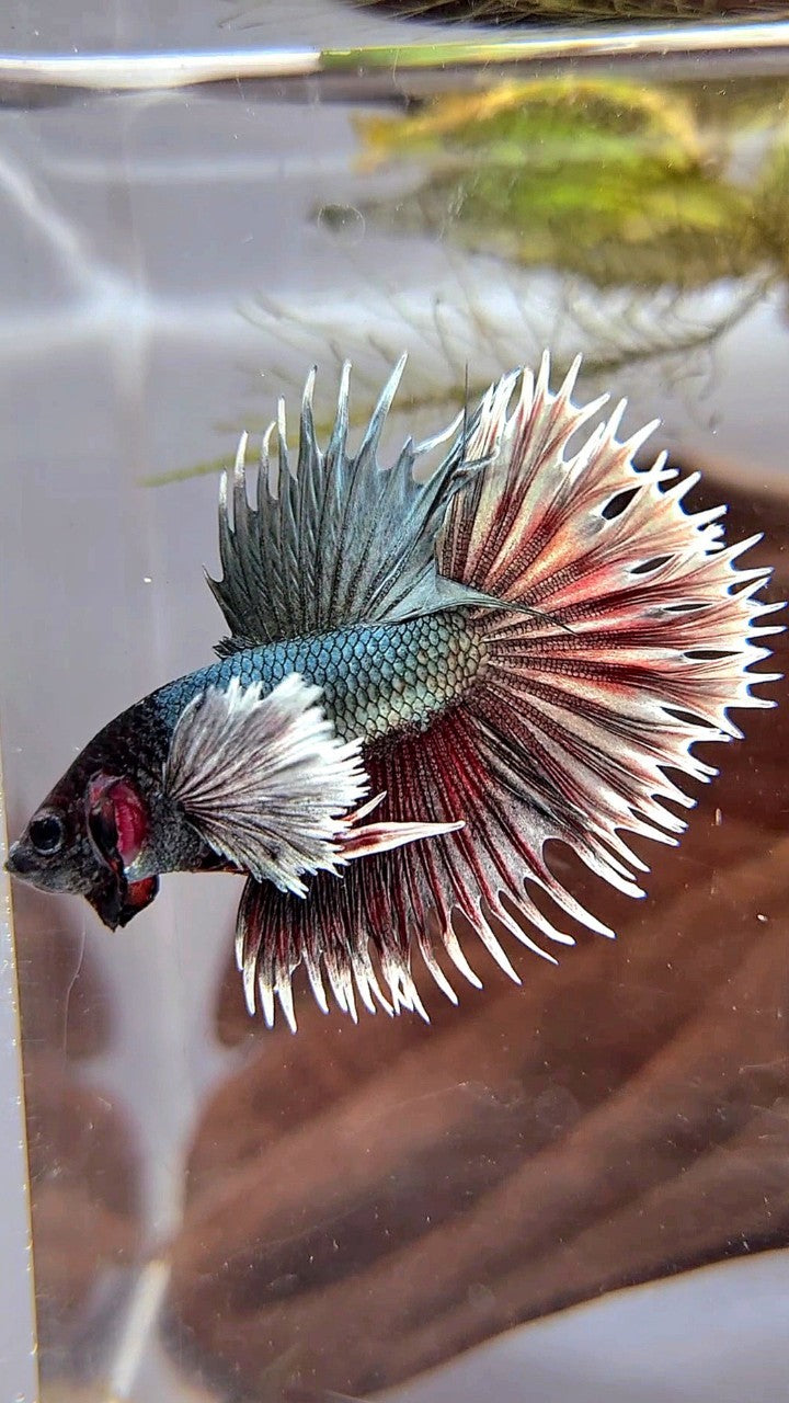 CROWNTAIL DUMBO EAR COPPER RED BETTA FISH