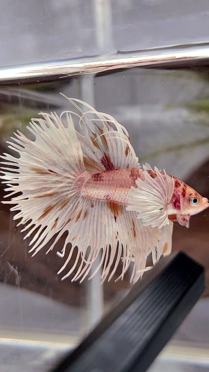 CROWNTAIL DUMBO EAR WHITE KOI MULTICOLOR BETTA FISH