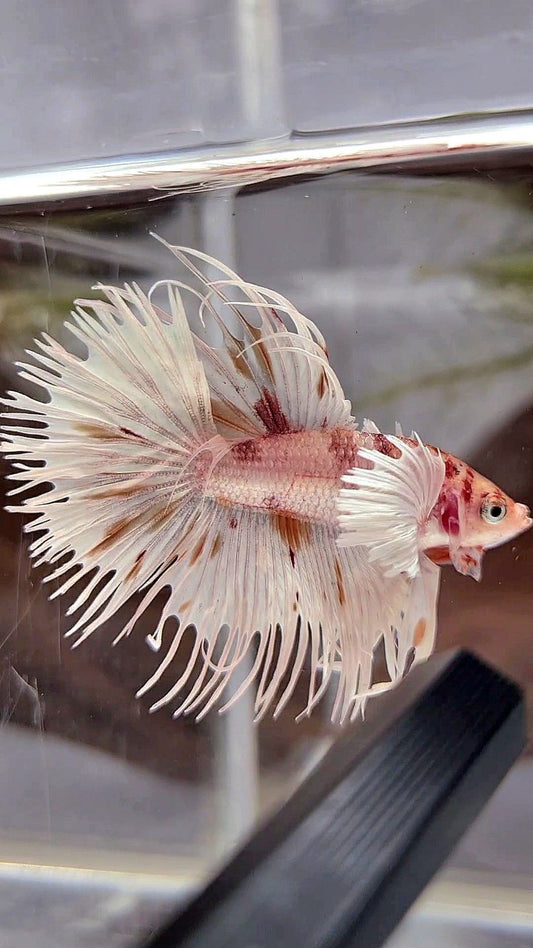 CROWNTAIL DUMBO EAR WHITE KOI MULTICOLOR BETTA FISH