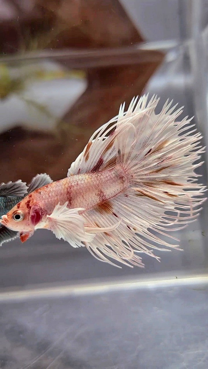 CROWNTAIL DUMBO EAR WHITE KOI MULTICOLOR BETTA FISH