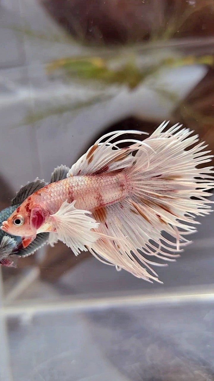 CROWNTAIL DUMBO EAR WHITE KOI MULTICOLOR BETTA FISH