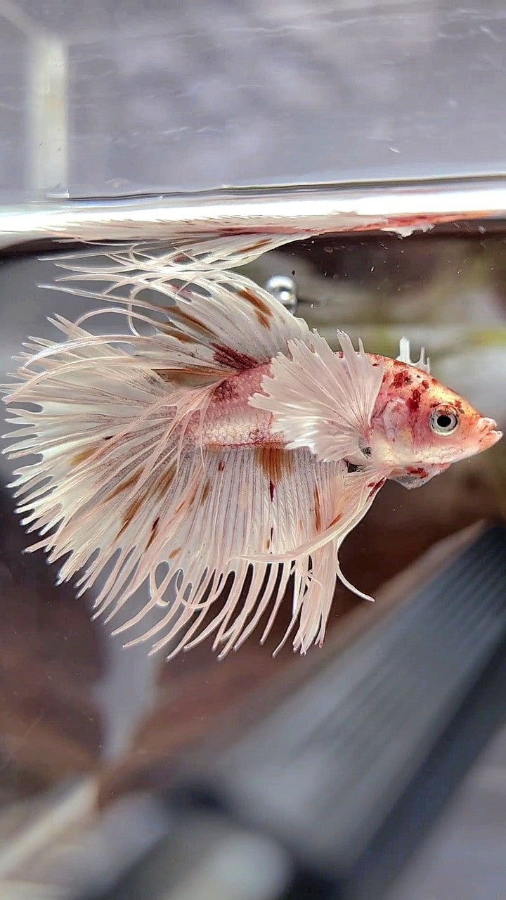 CROWNTAIL DUMBO EAR WHITE KOI MULTICOLOR BETTA FISH