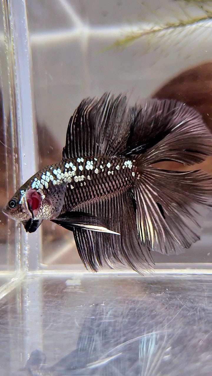 HALFMOON DOUBLE TAIL BLACK MAMBA SNOW GALAXY BETTA FISH