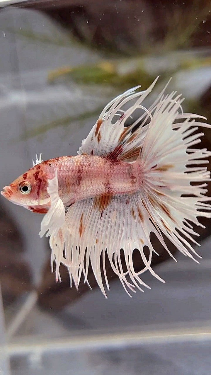 CROWNTAIL DUMBO EAR WHITE KOI MULTICOLOR BETTA FISH