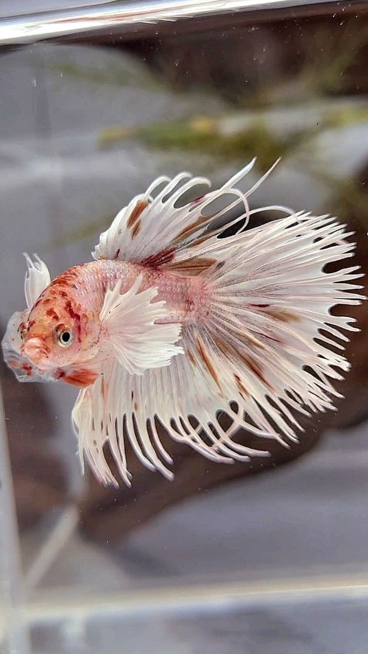 CROWNTAIL DUMBO EAR WHITE KOI MULTICOLOR BETTA FISH