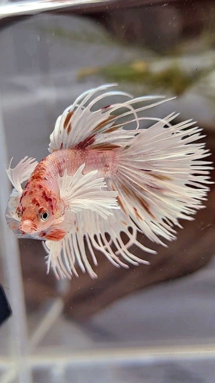 CROWNTAIL DUMBO EAR WHITE KOI MULTICOLOR BETTA FISH