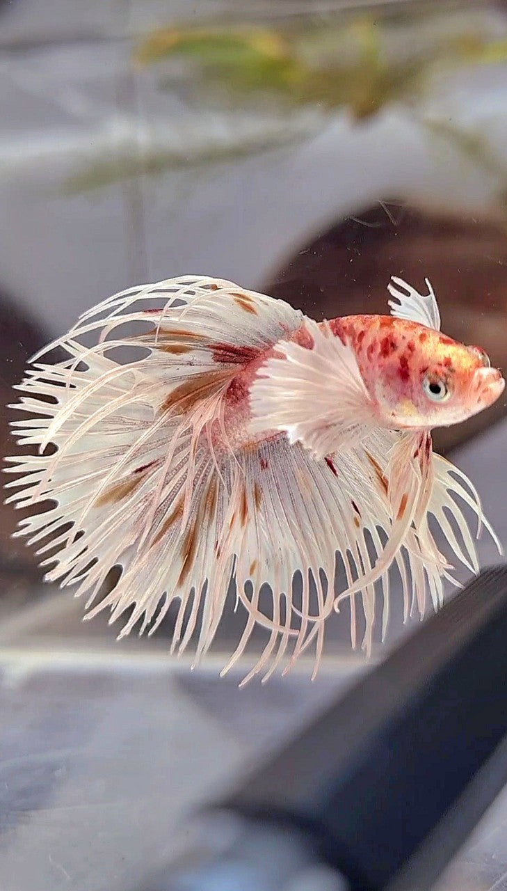 CROWNTAIL DUMBO EAR WHITE KOI MULTICOLOR BETTA FISH