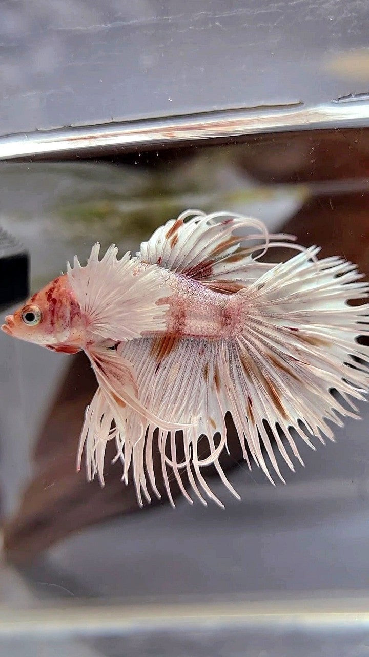 CROWNTAIL DUMBO EAR WHITE KOI MULTICOLOR BETTA FISH