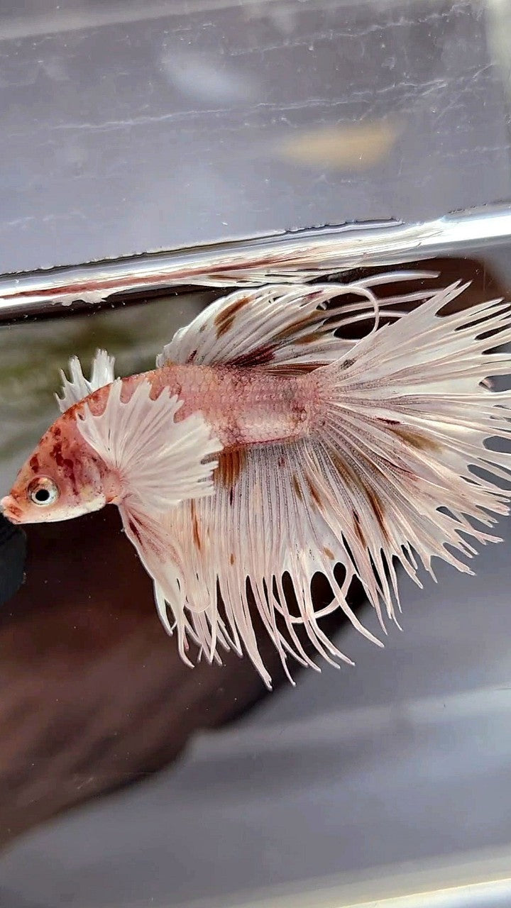 CROWNTAIL DUMBO EAR WHITE KOI MULTICOLOR BETTA FISH