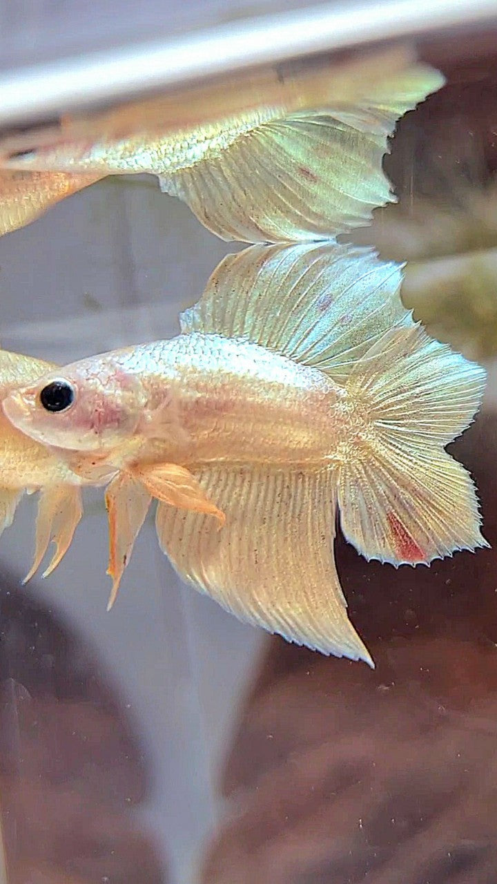 PLAKAT DOUBLE TAIL VANDA GOLD BETTA FISH