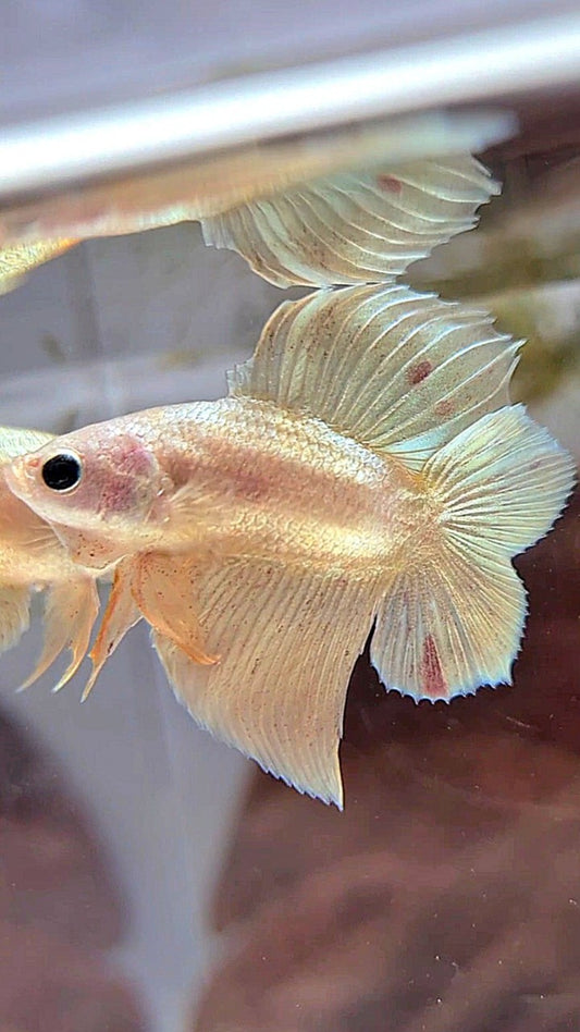 PLAKAT DOUBLE TAIL VANDA GOLD BETTA FISH