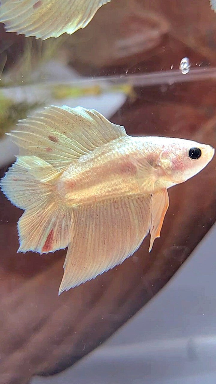 PLAKAT DOUBLE TAIL VANDA GOLD BETTA FISH