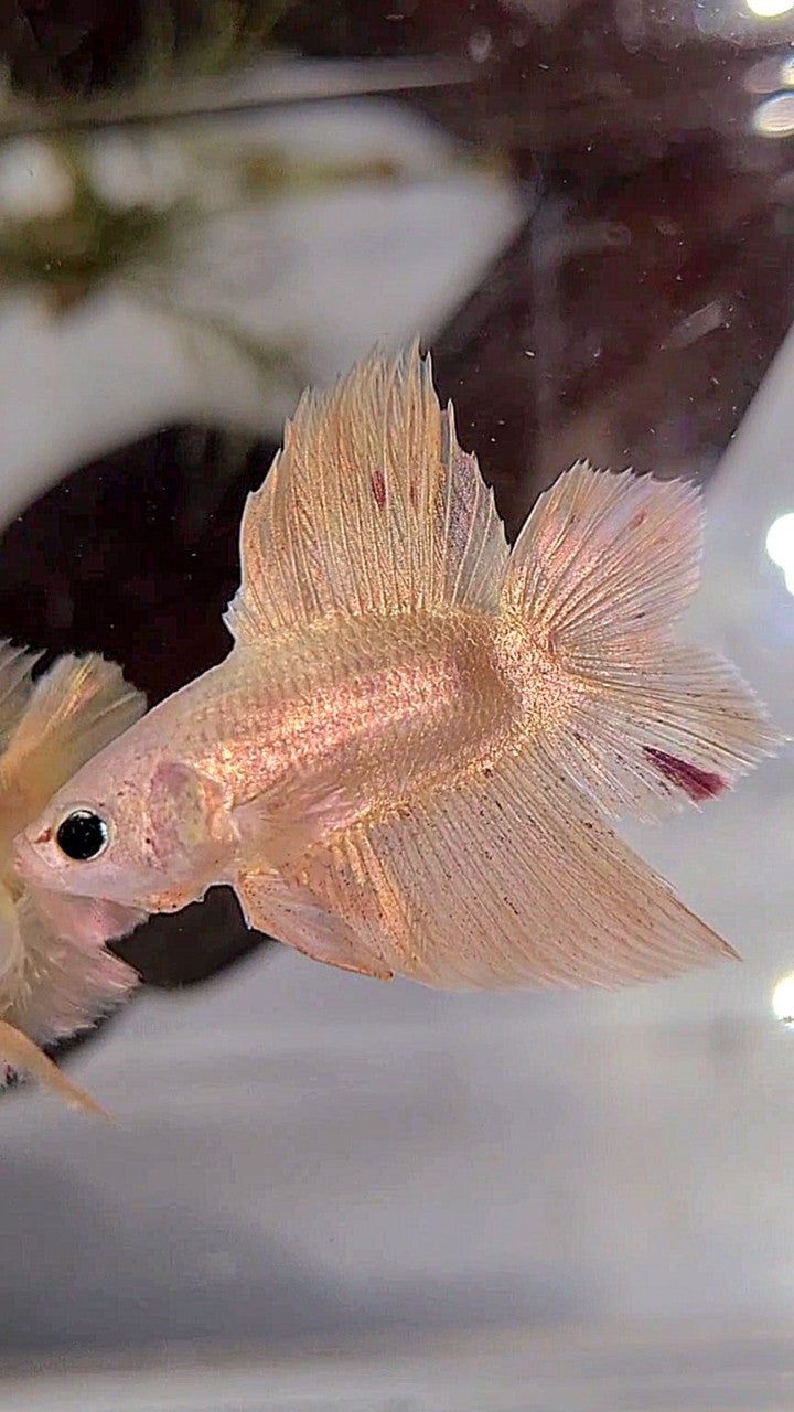 Vanda Color Betta PLAKAT DOUBLE TAIL VANDA GOLD BETTA FISH – Rare Betta Fish Store