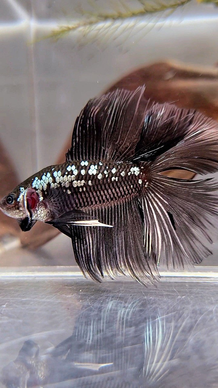 HALFMOON DOUBLE TAIL BLACK MAMBA SNOW GALAXY BETTA FISH