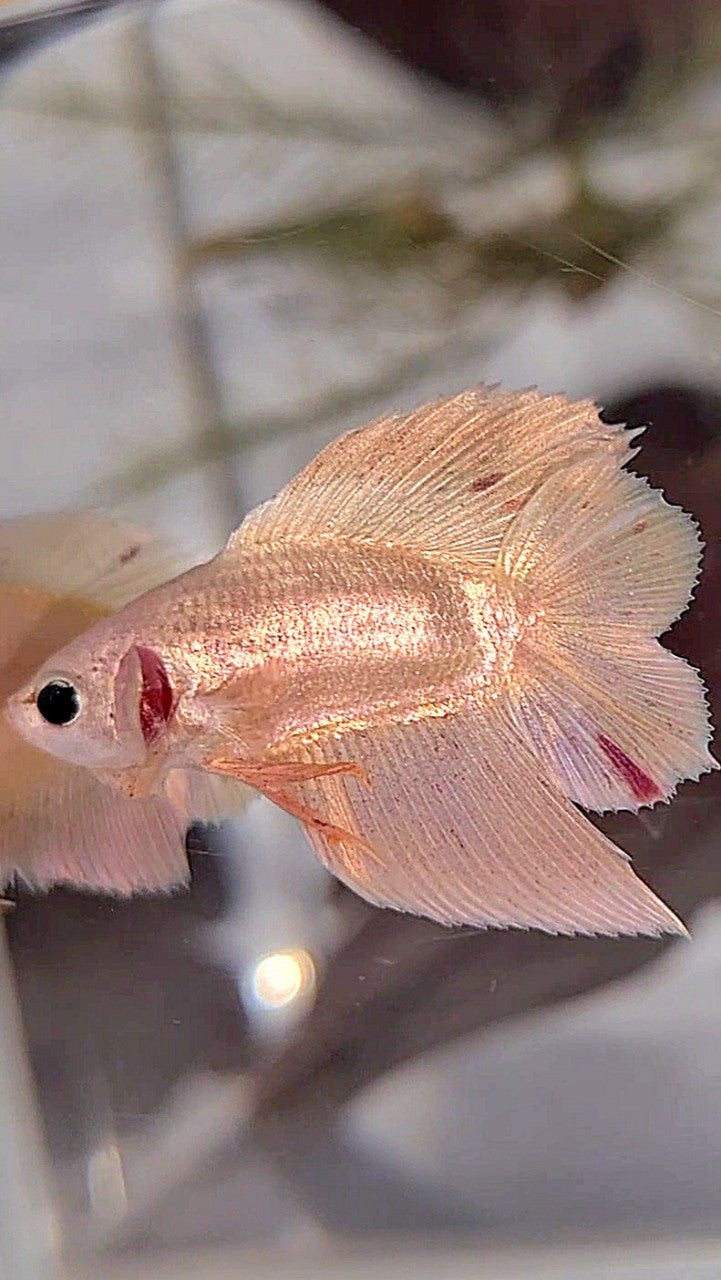 PLAKAT DOUBLE TAIL VANDA GOLD BETTA FISH