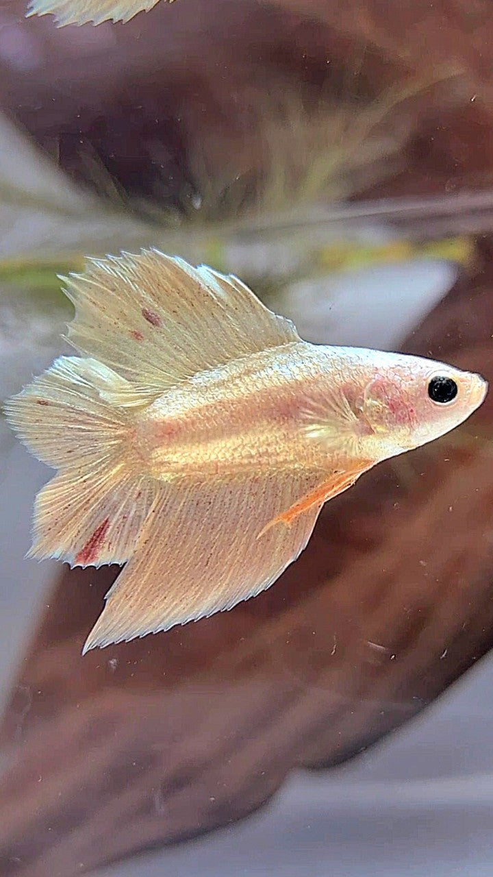 PLAKAT DOUBLE TAIL VANDA GOLD BETTA FISH