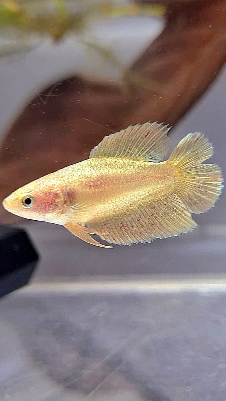 FEMALE PLAKAT DOUBLE TAIL VANDA GOLD BETTA FISH