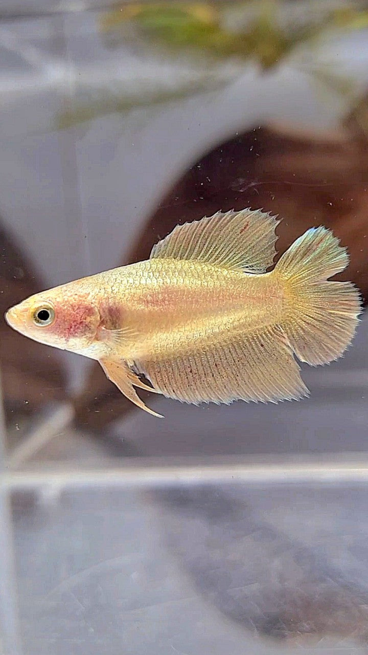 FEMALE PLAKAT DOUBLE TAIL VANDA GOLD BETTA FISH