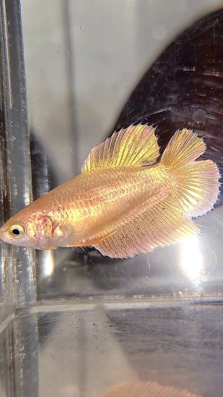 FEMALE PLAKAT DOUBLE TAIL VANDA GOLD BETTA FISH