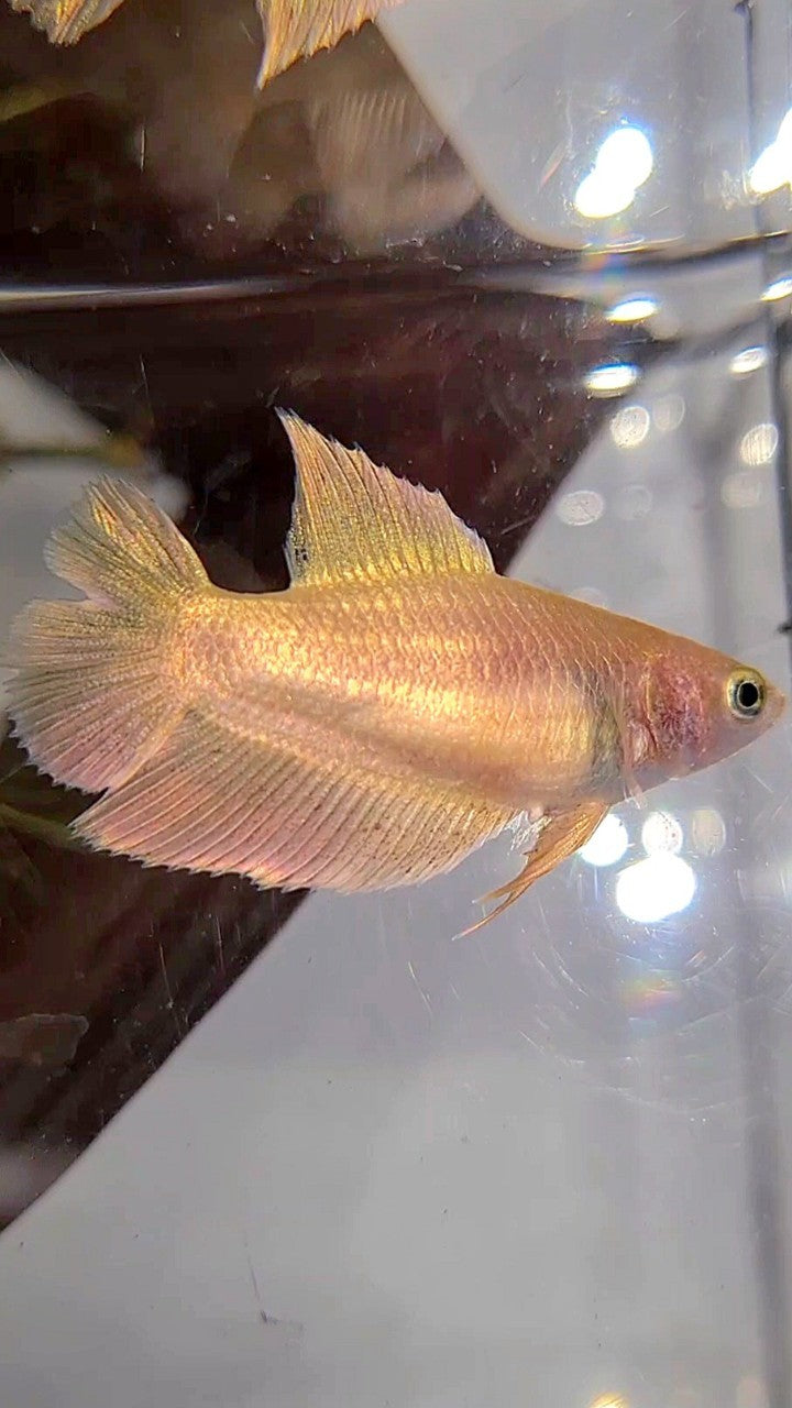 FEMALE PLAKAT DOUBLE TAIL VANDA GOLD BETTA FISH