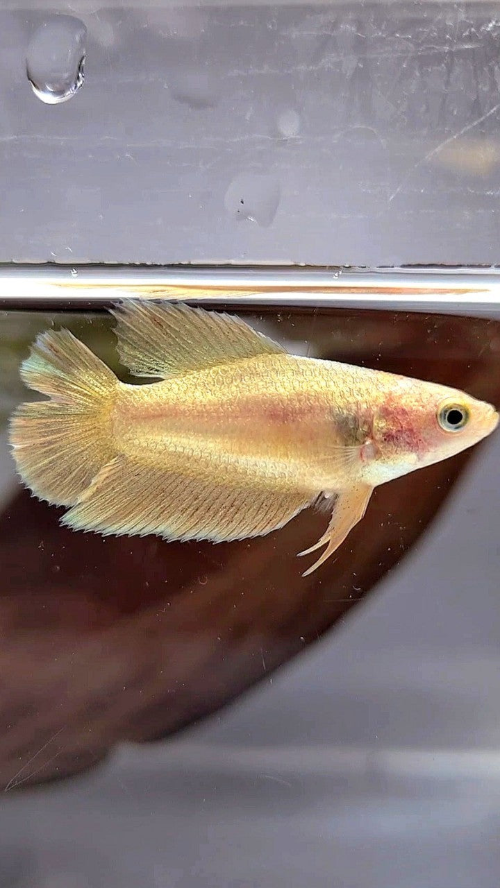 FEMALE PLAKAT DOUBLE TAIL VANDA GOLD BETTA FISH