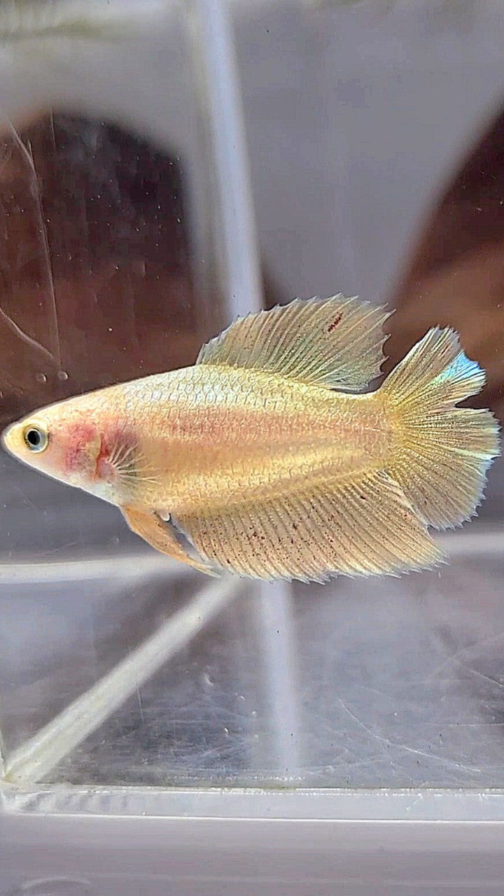 FEMALE PLAKAT DOUBLE TAIL VANDA GOLD BETTA FISH