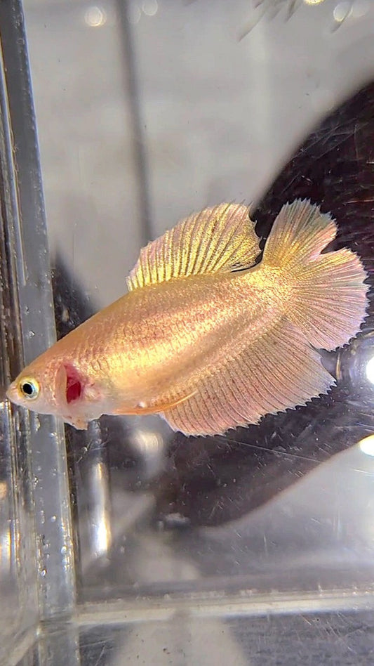 FEMALE PLAKAT DOUBLE TAIL VANDA GOLD BETTA FISH