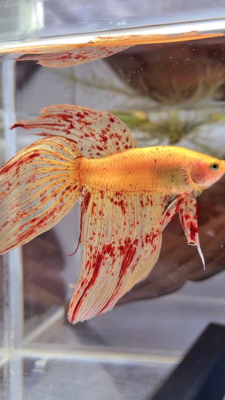 LUXURY XL VEILTAIL VANDA YELLOW BETTA FISH