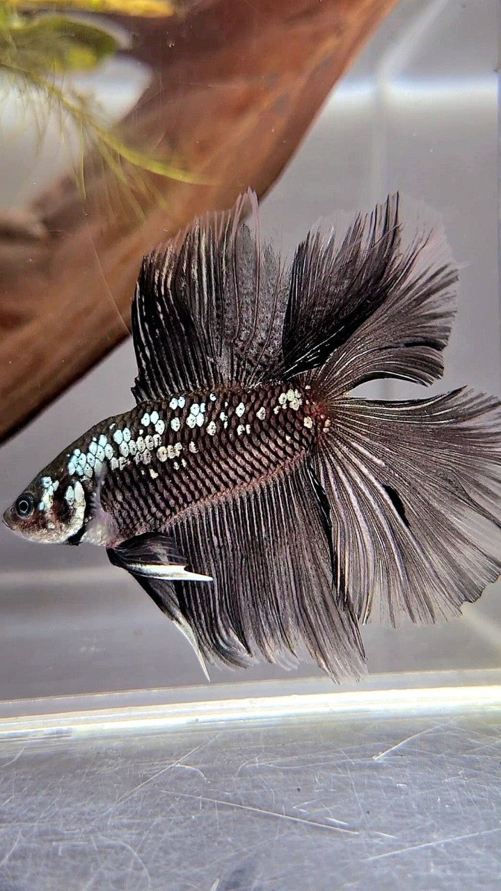 HALFMOON DOUBLE TAIL BLACK MAMBA SNOW GALAXY BETTA FISH