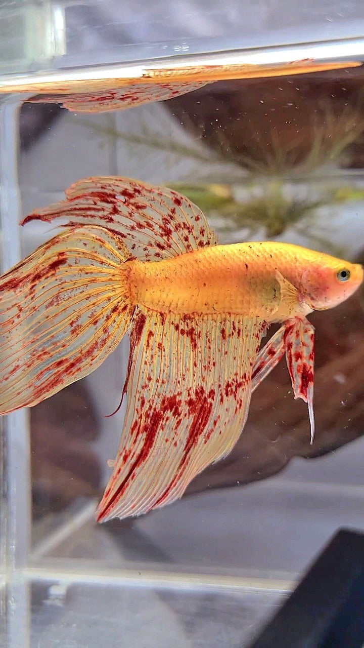 LUXURY XL VEILTAIL VANDA YELLOW BETTA FISH