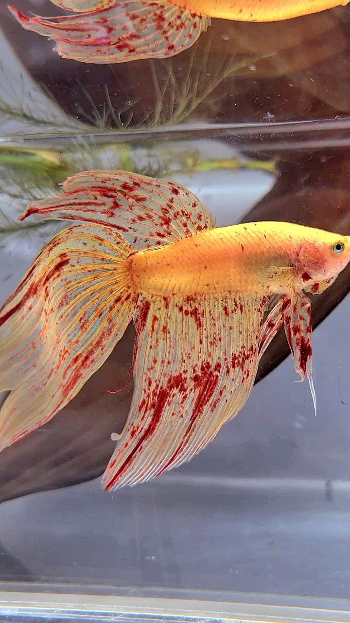 Vanda Color Betta LUXURY XL VEILTAIL VANDA YELLOW BETTA FISH – Rare Betta Fish Store