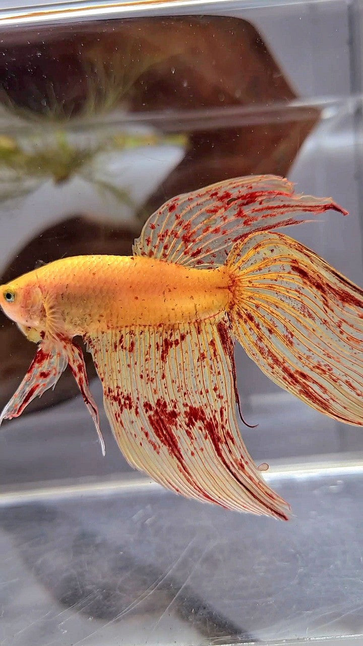 Vanda Color Betta LUXURY XL VEILTAIL VANDA YELLOW BETTA FISH – Rare Betta Fish Store