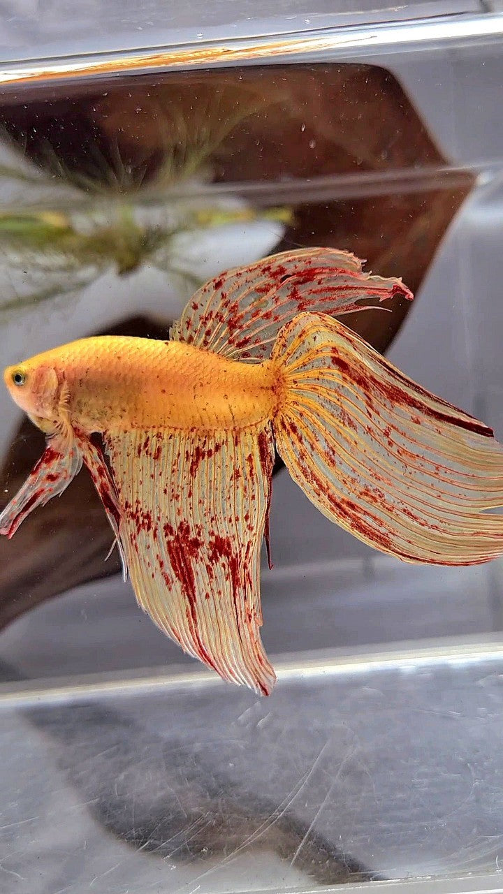 Vanda Color Betta LUXURY XL VEILTAIL VANDA YELLOW BETTA FISH – Rare Betta Fish Store