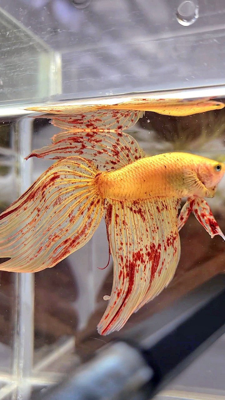 LUXURY XL VEILTAIL VANDA YELLOW BETTA FISH