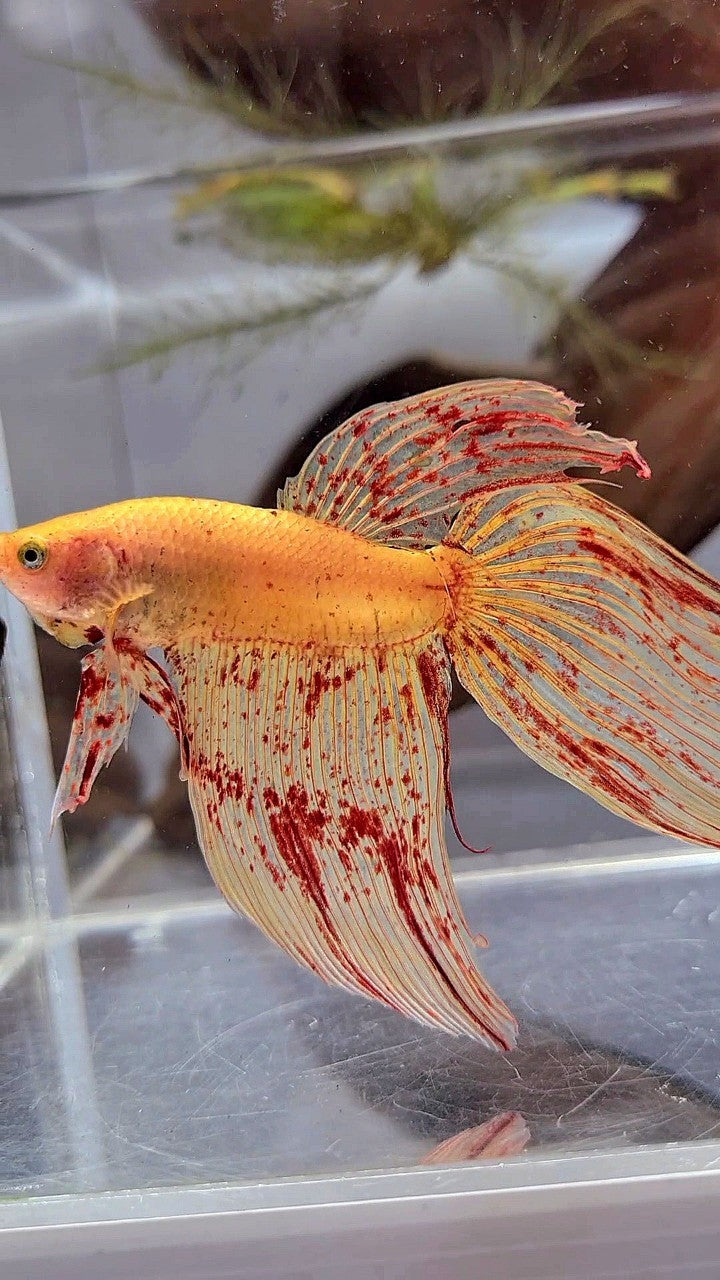 LUXURY XL VEILTAIL VANDA YELLOW BETTA FISH