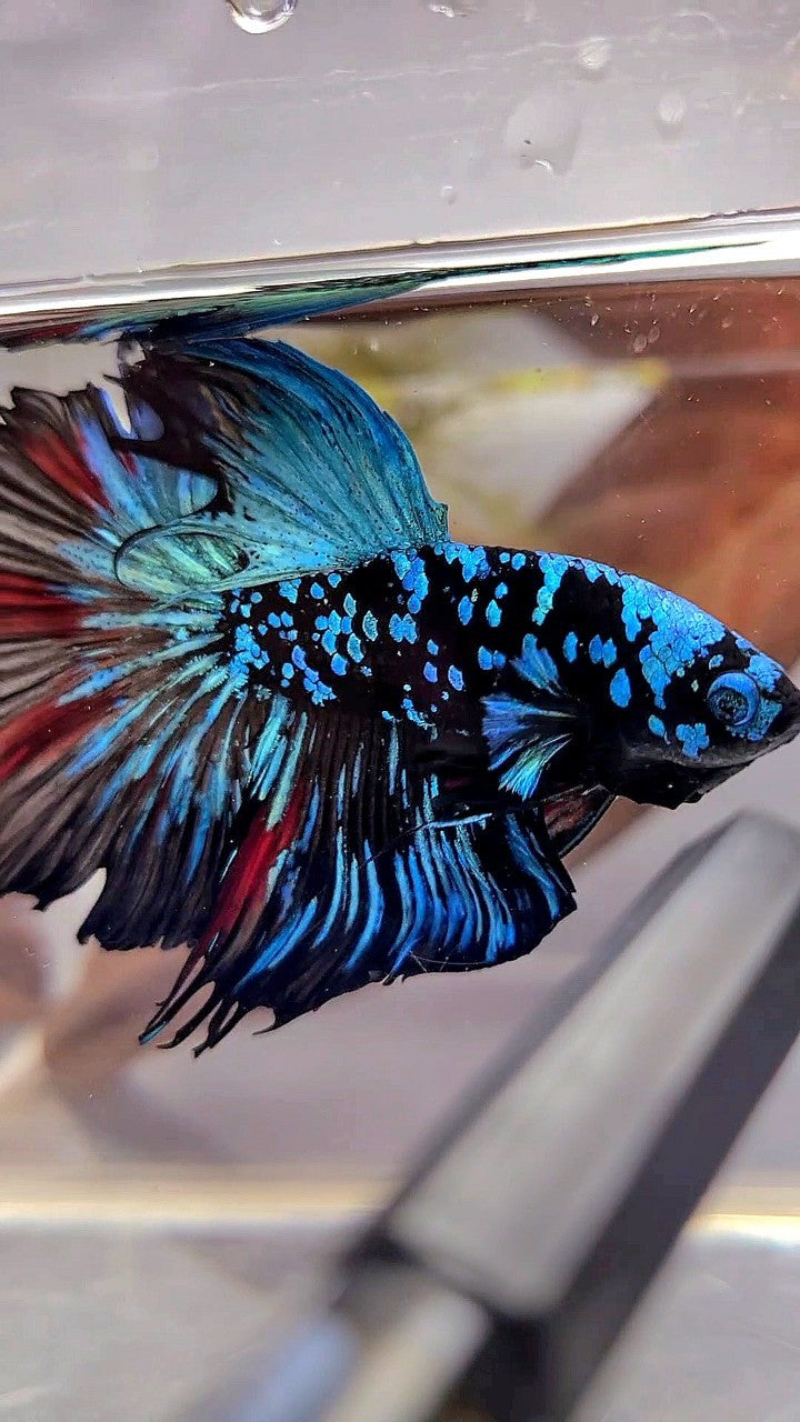 XL HALFMOON ROSETAIL BLACKSTAR GALAXY AVATAR BLUE BETTA FISH